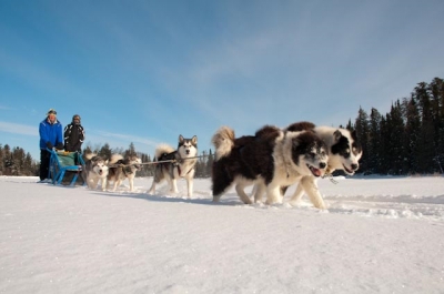 Dog Sledding Ely MN